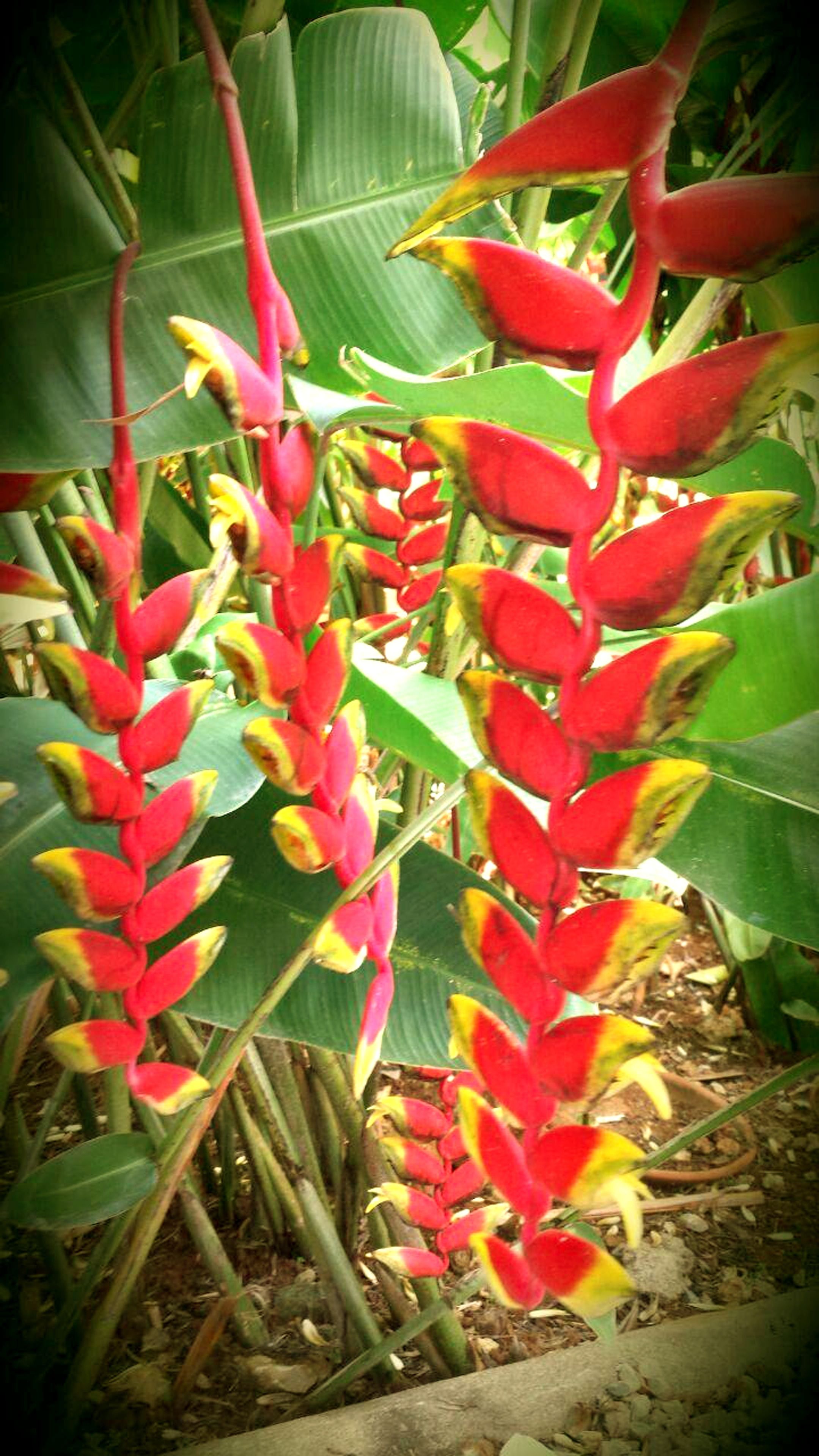 Una planta con flores rojas y amarillas y hojas verdes grandes.