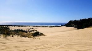 A coastal landscape with sand dunes and a forested area.