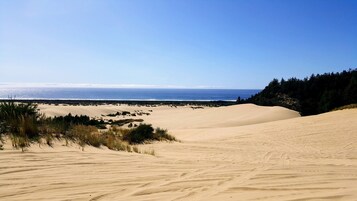 Un paisaje costero con dunas de arena y una zona boscosa.