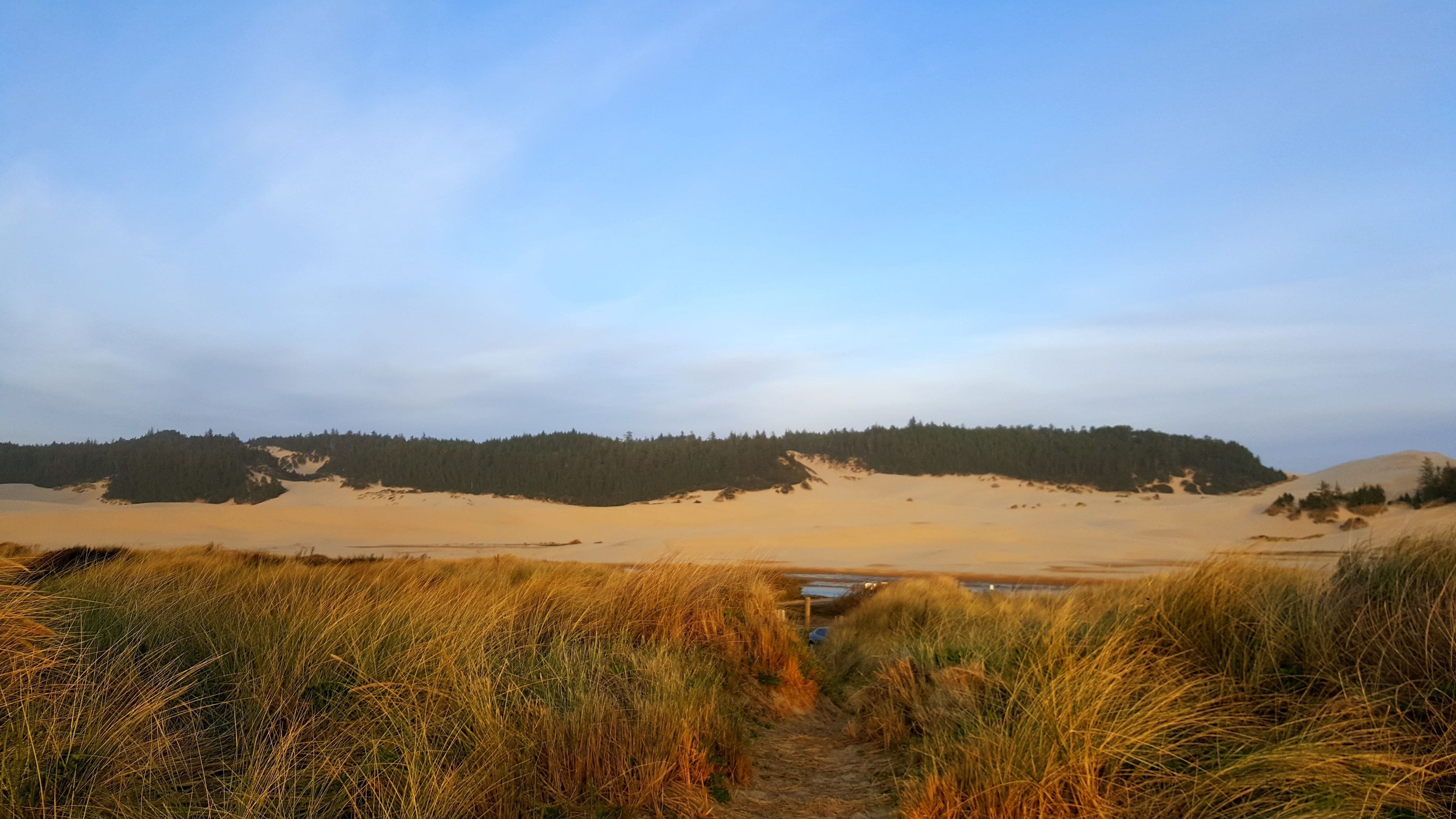 A sandy landscape with a path leading through tall grasses.