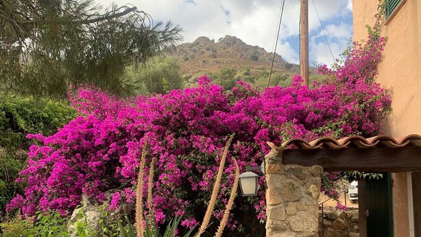 En stenmur med en grön dörr, en liten uteplats med rosa bougainvillea och ett berg i bakgrunden.