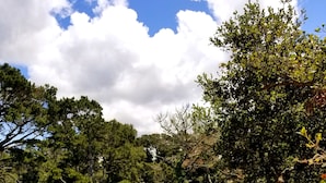 A dense forest with a variety of trees and shrubs, likely a natural park or reserve. - Carmel-by-the-Sea Escape (Carmel-By-The-Sea)