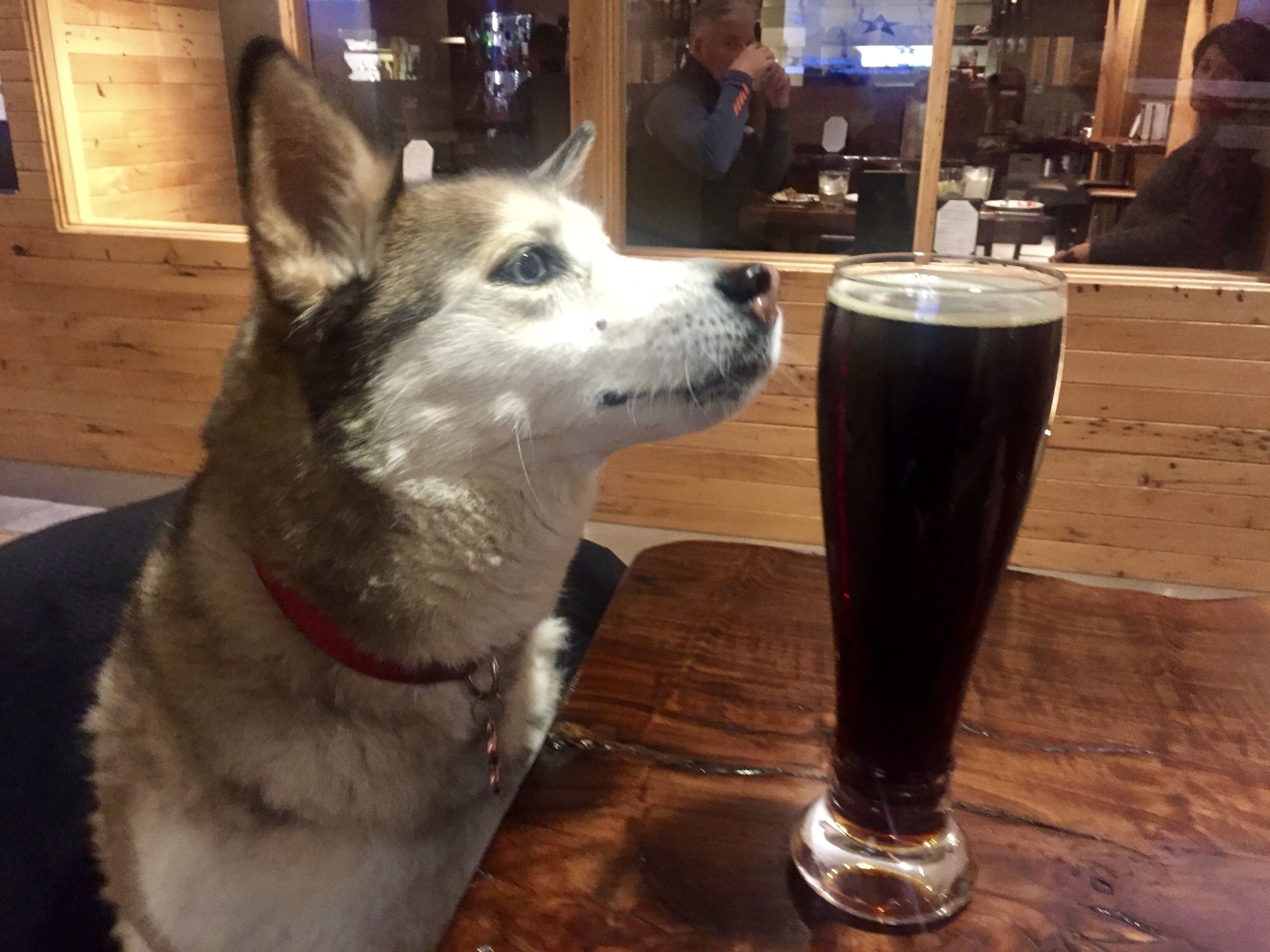 Koira istuu puupöydän ääressä, ja sen edessä on lasi tummaa nestettä, todennäköisesti olutta. Taustalla on baari tai ravintola.