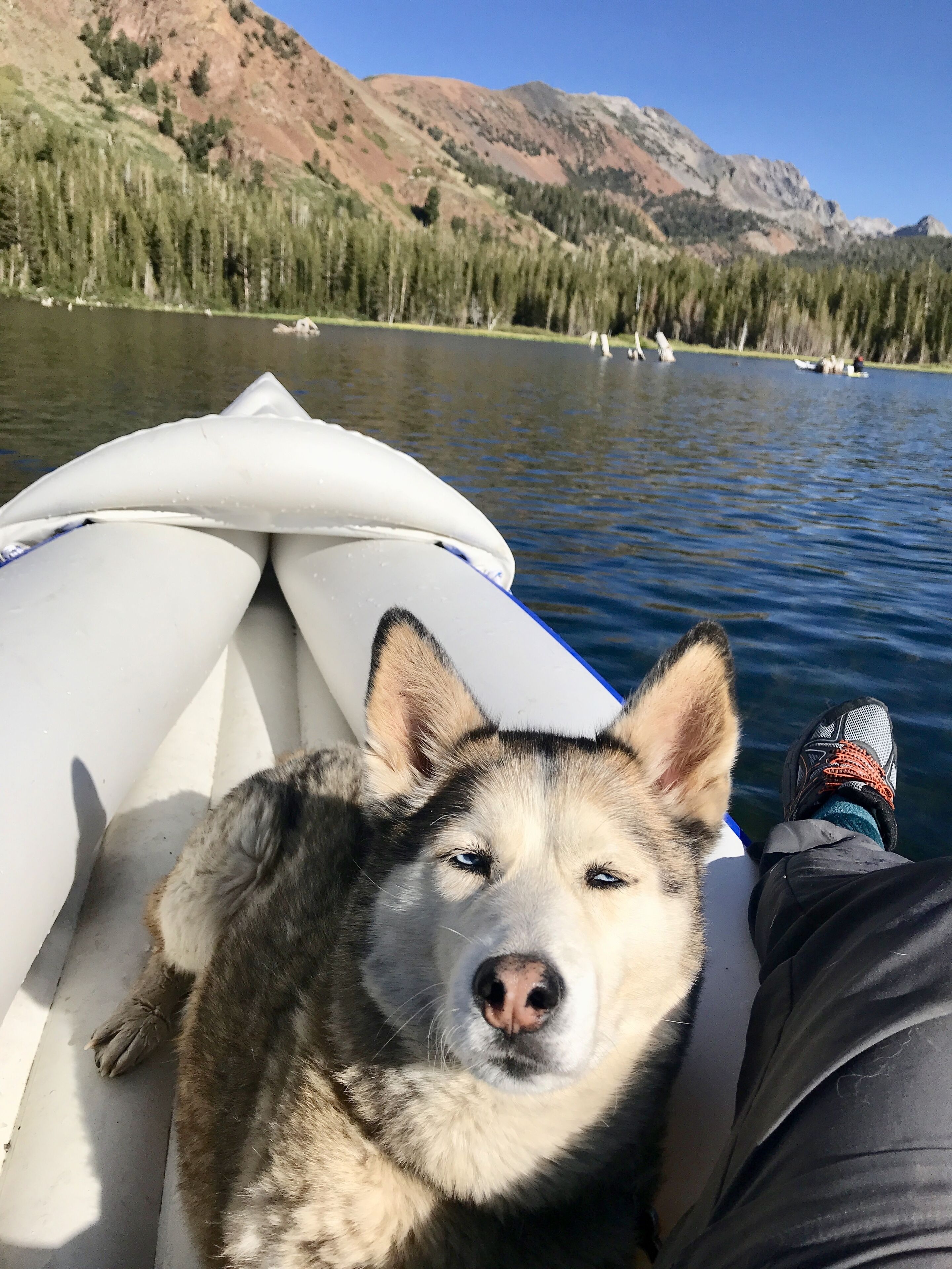 Ein Hund liegt auf einem Boot, im Hintergrund eine gebirgige Landschaft.