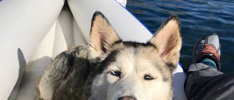 Ein Hund liegt auf einem Boot, im Hintergrund eine gebirgige Landschaft.