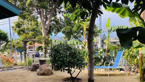 A garden with a blue lounge chair, a small tree, and a stone wall. - 2 Bed 1 Bath  , Grand Pa's Cottage, Long Term Vacation Rentals . (Santa Barbara)