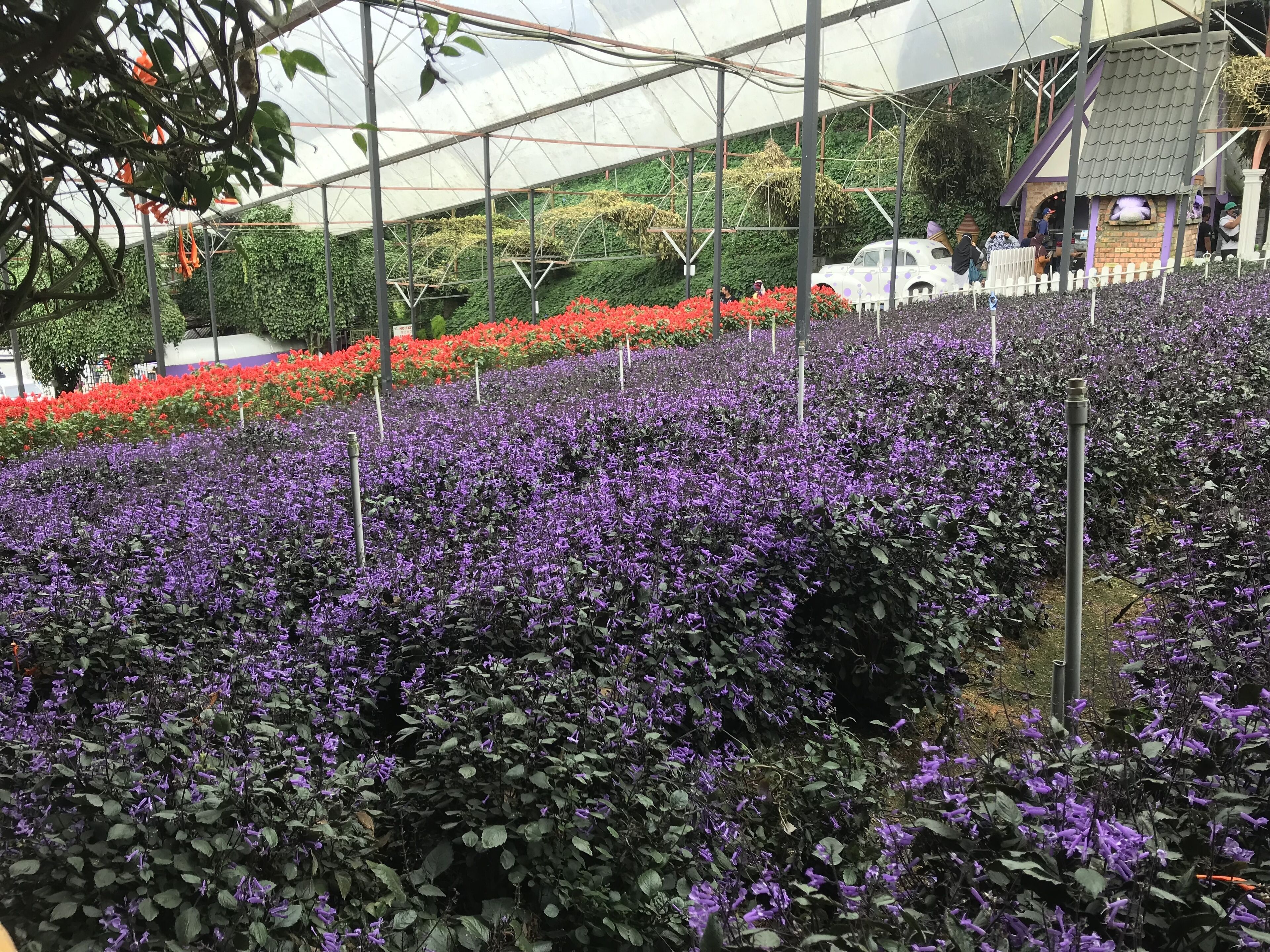 A greenhouse with rows of purple flowers and red flowers in the background.