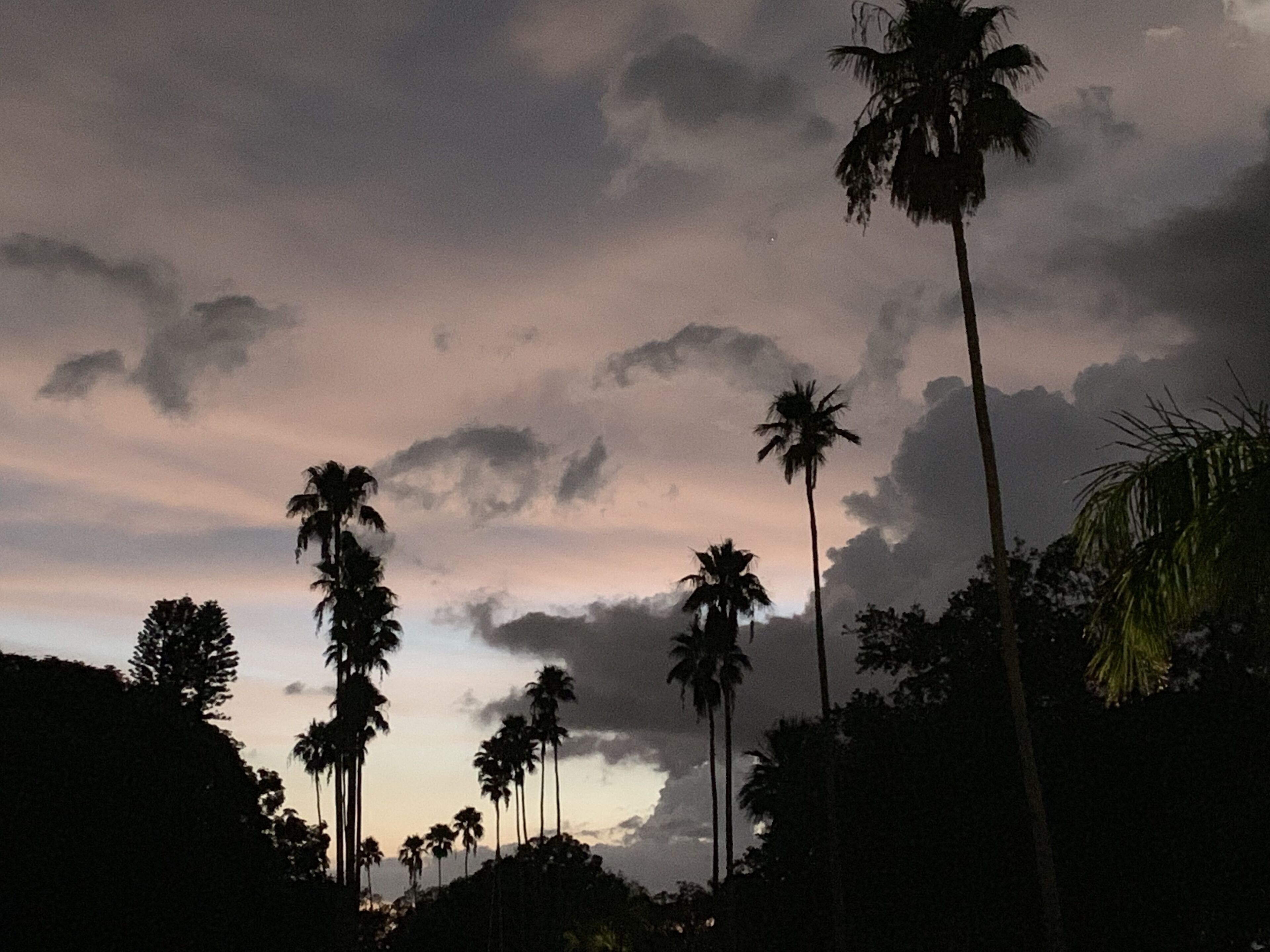 Silhouetten von Palmen vor einem bewölkten Himmel.