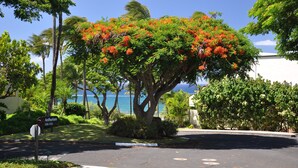 A residential street with a large tree with red flowers, a mailbox, and a clear view of the ocean. -   Outstanding Location in Maui  South Kihei & Wailea  (Kihei)
