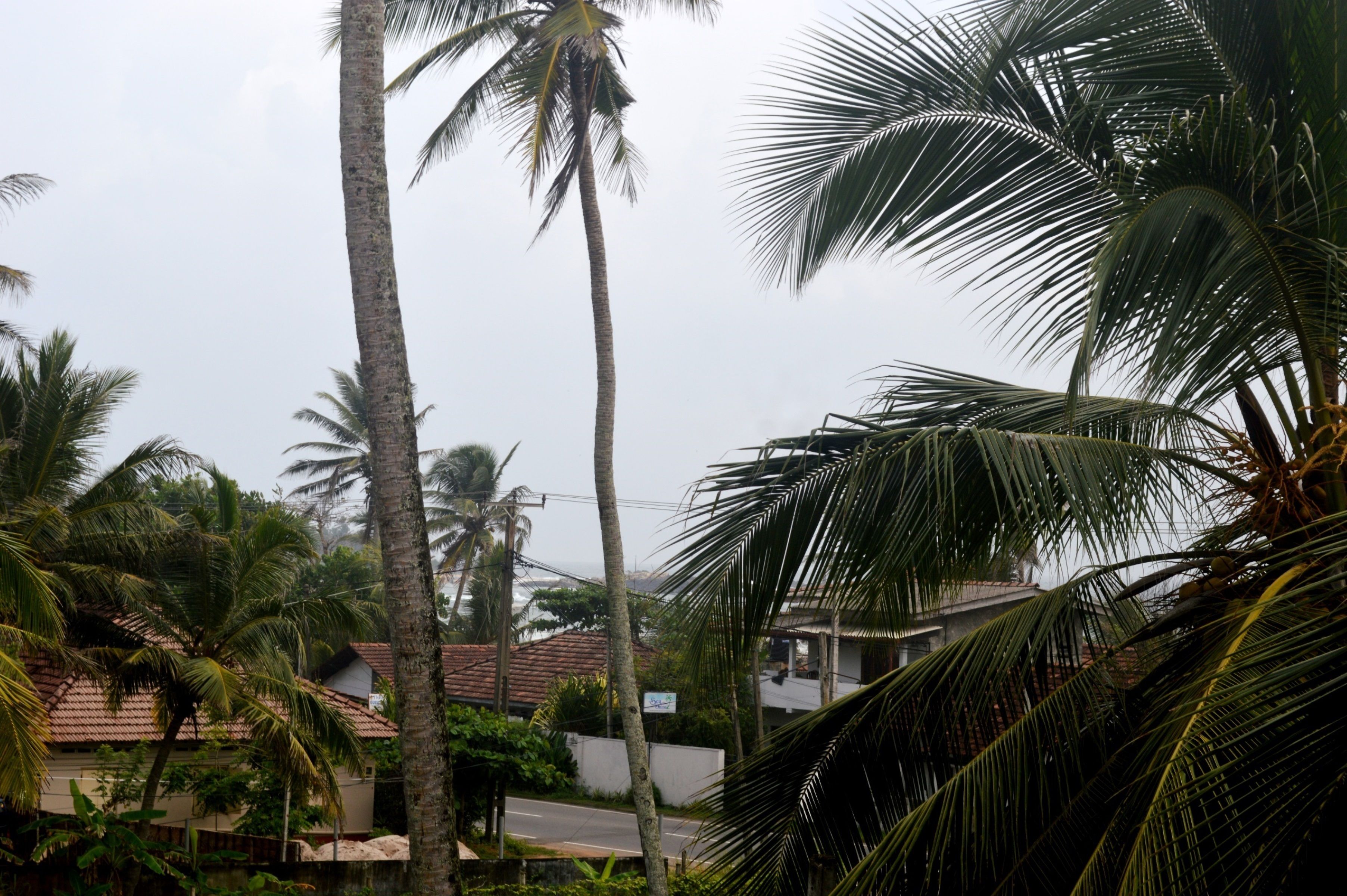 A residential area with tall palm trees and houses with red-tiled roofs.