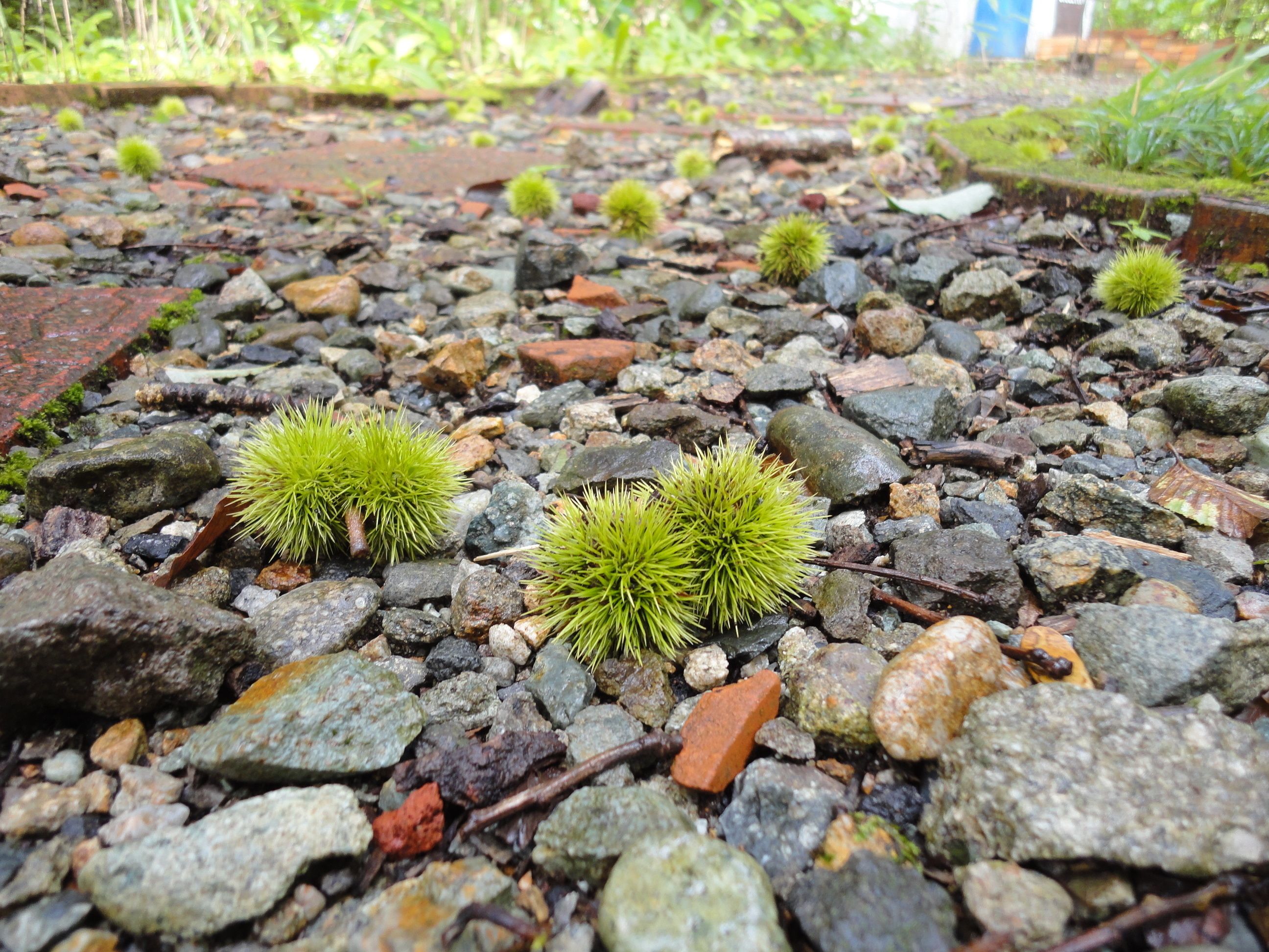 A rocky ground with green spherical objects scattered among the stones.