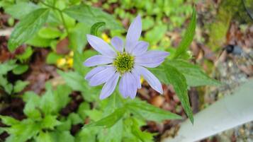 A single purple flower with a green center surrounded by green foliage.