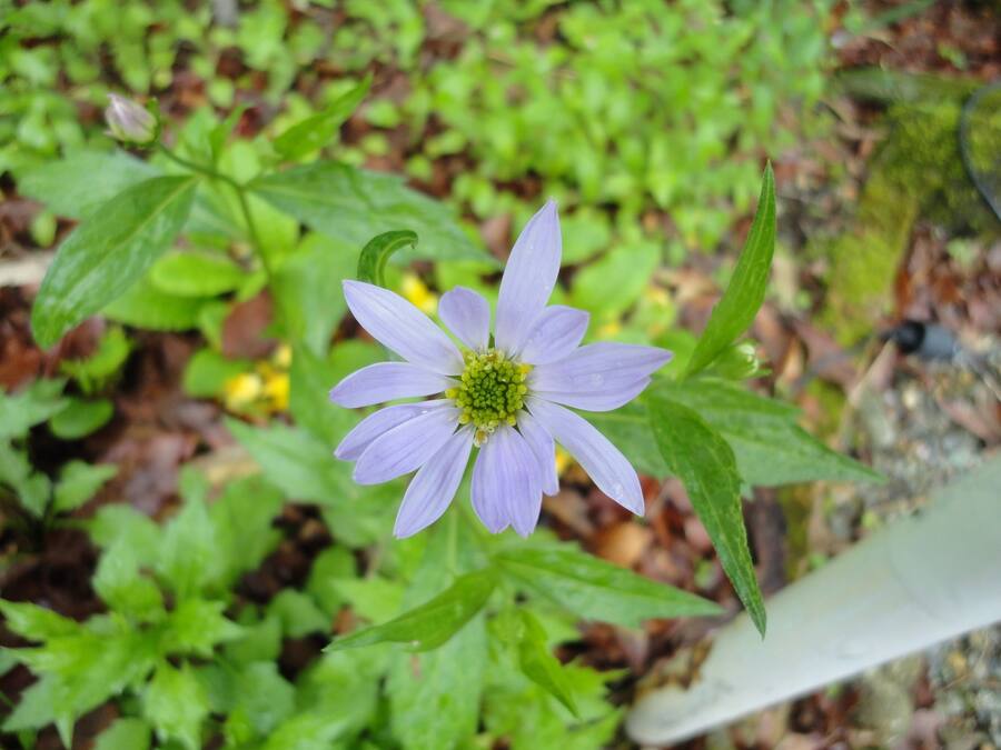 A single purple flower with a green center surrounded by green foliage.