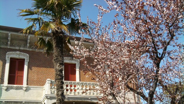 A building with a balcony, a palm tree, and a flowering tree.