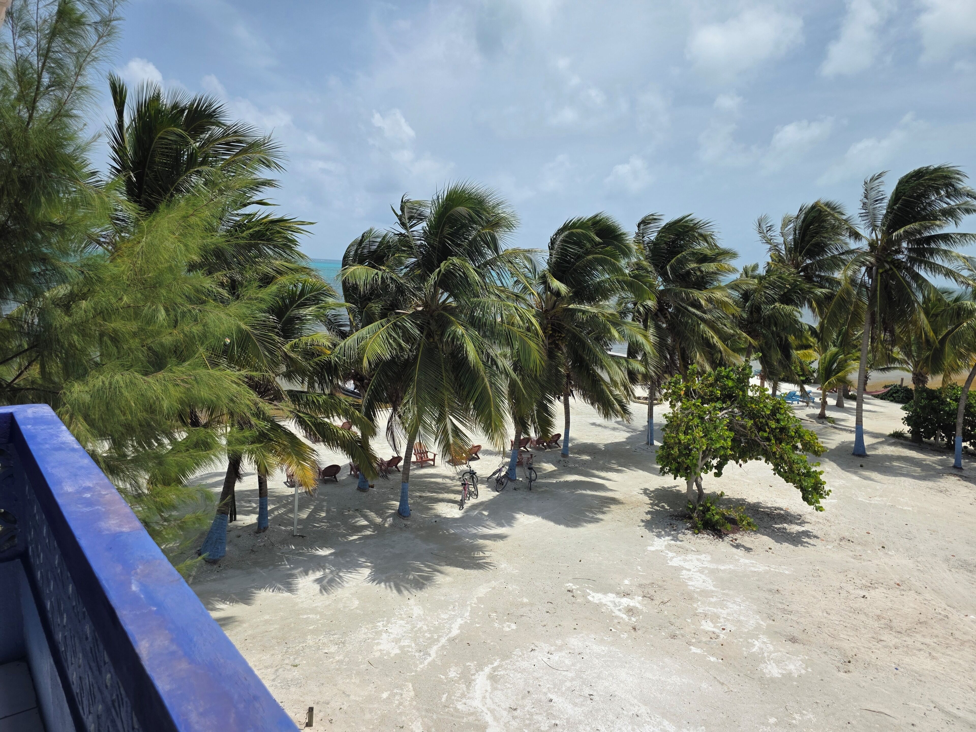 A beach with palm trees and a sandy area with chairs and bicycles.