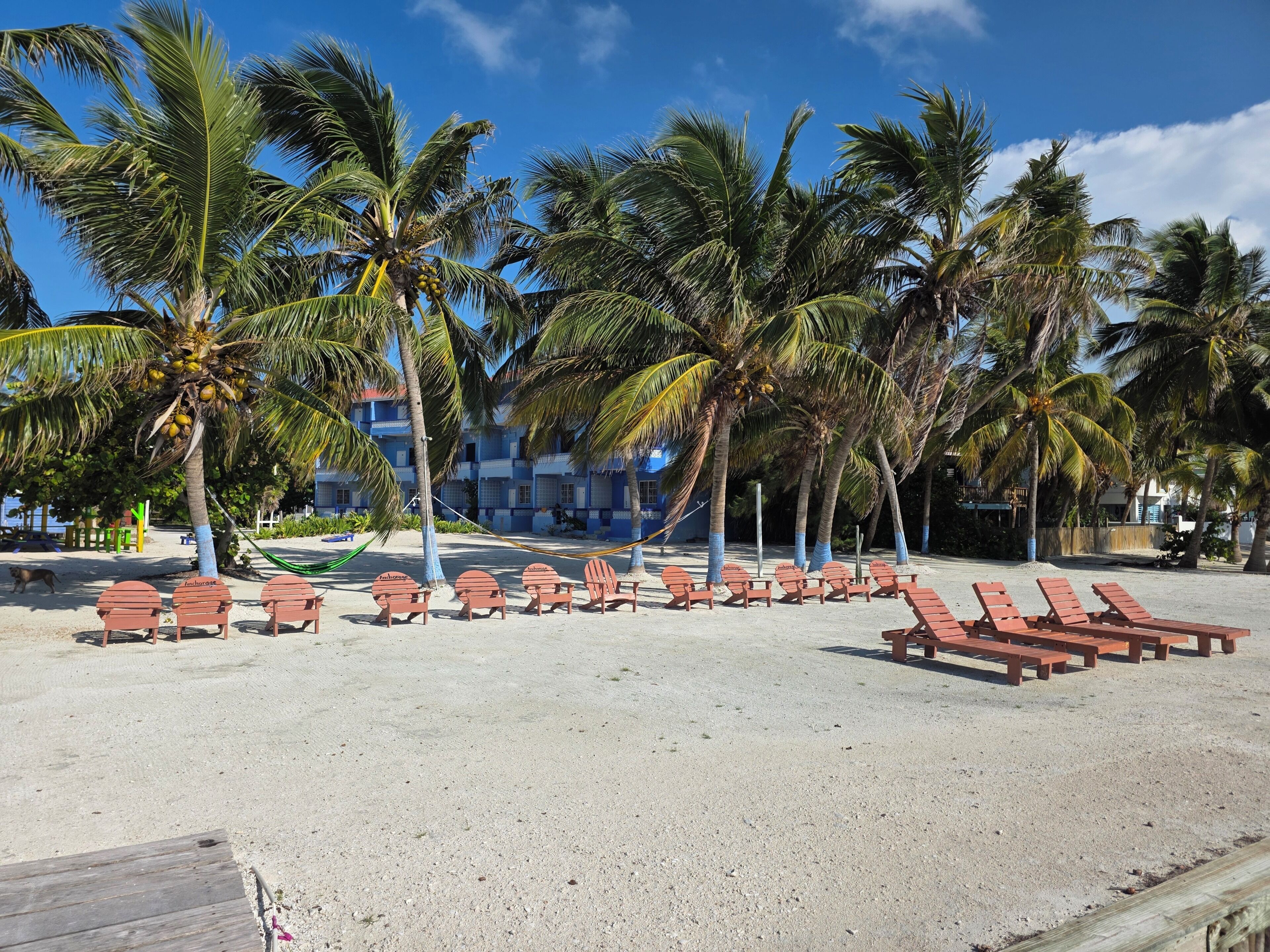Une plage bordée de rangées de chaises longues et de palmiers, avec un bâtiment à l’arrière-plan dont la façade est bleue et blanche.