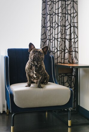 Mesra haiwan kesayangan