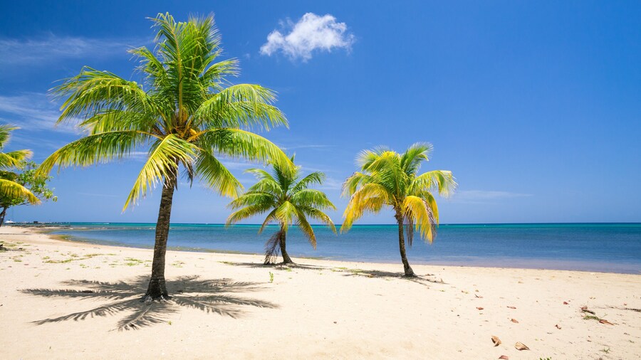 Lawson Rock - Parrotfish 106