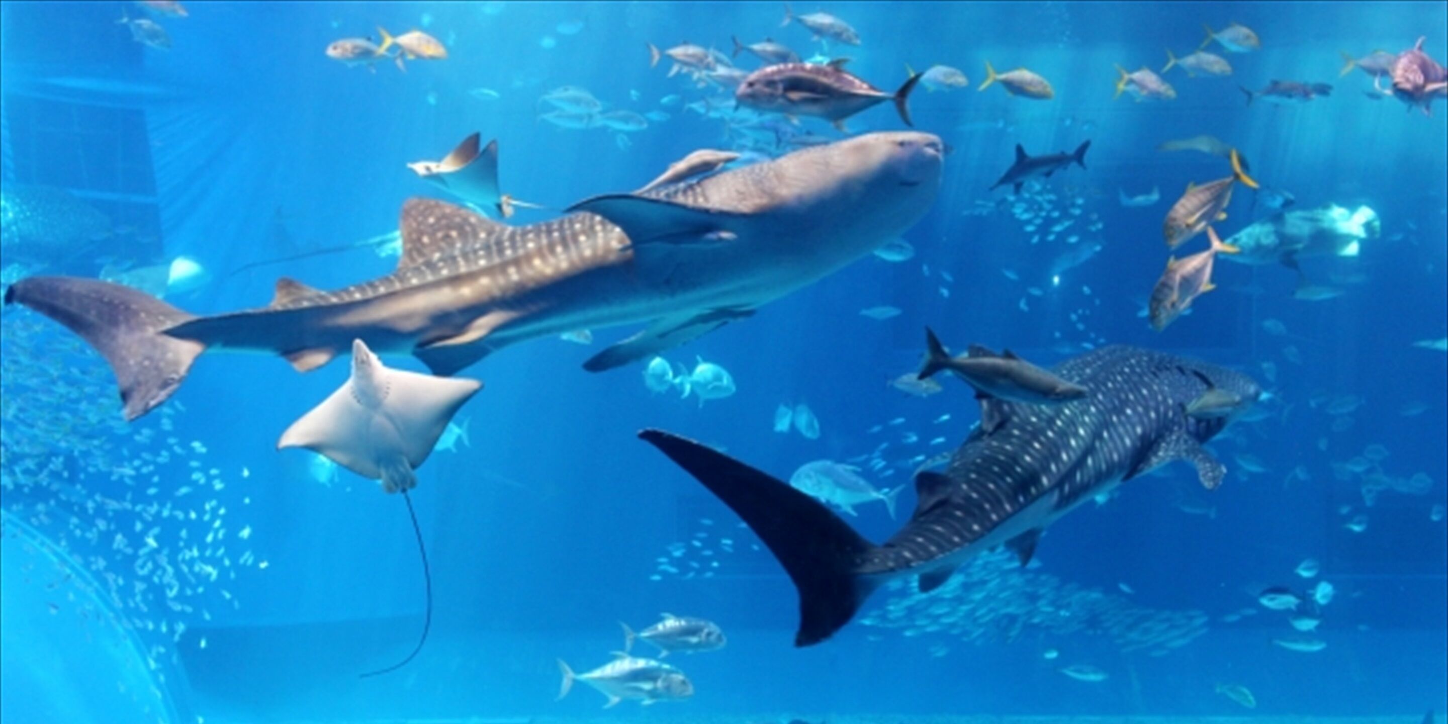 Ein großes Aquarium mit verschiedenen Fischen und Haien, darunter ein bemerkenswerter Walhai und eine Rochen.