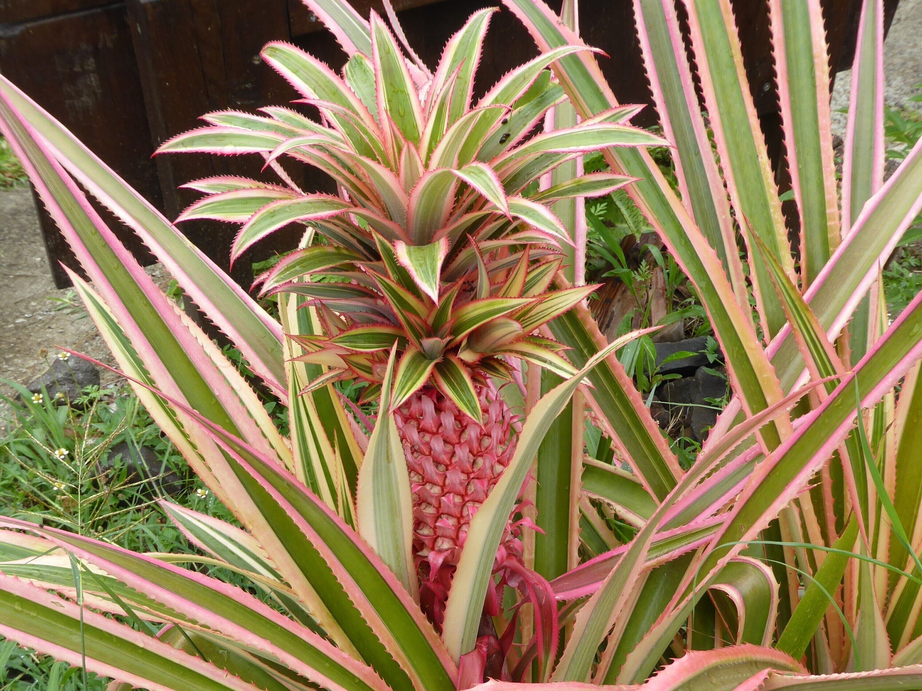 A large plant with long, striped leaves in a garden setting.