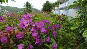 Ein Haus mit Veranda, umgeben von üppiger Vegetation und violetten Bougainvillea-Blüten.
