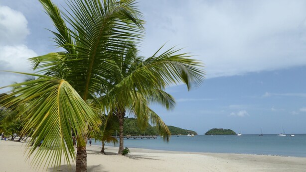 Ein Strand mit Palmen und einem ruhigen Meer.