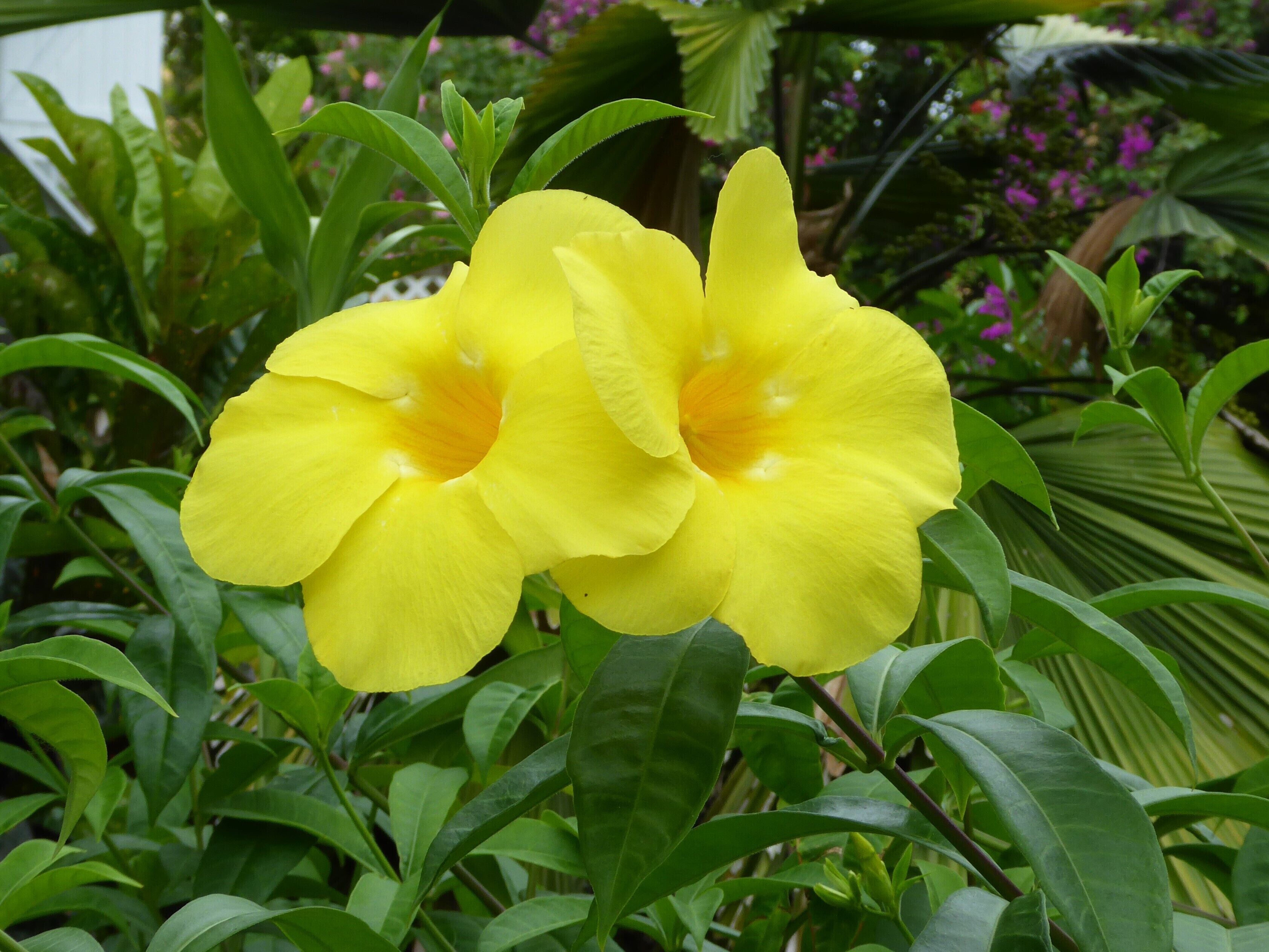A yellow flower with a dark center surrounded by green foliage.