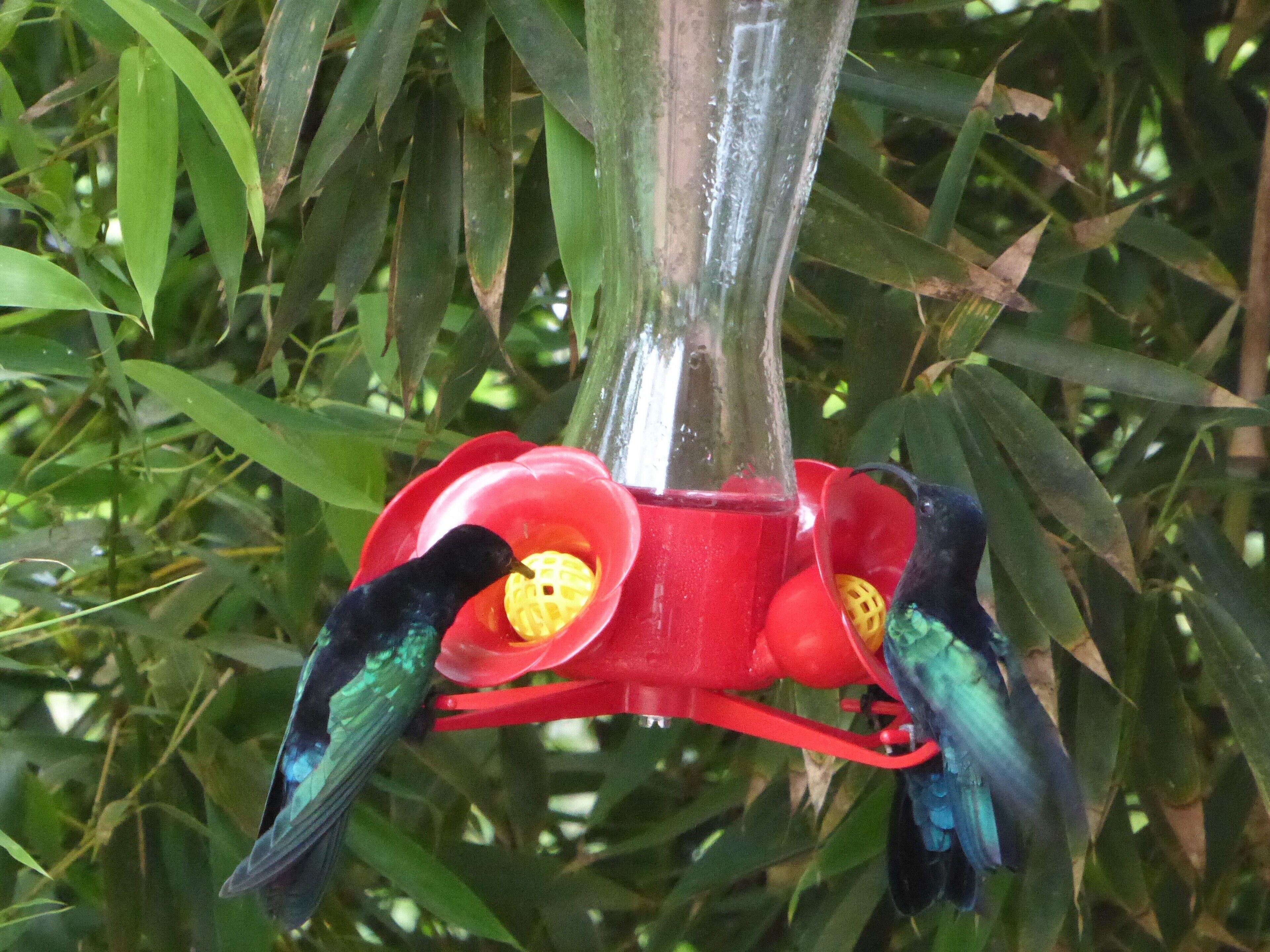 Deux colibris se nourrissent à partir d’une mangeoire à oiseaux rouge, fixée à un tube transparent, au milieu d’un feuillage verdoyant.