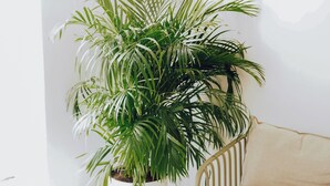 A potted plant, a round table, and a sofa in a bright room with white walls. - El Patio de Chueca - Hostel (Madrid)