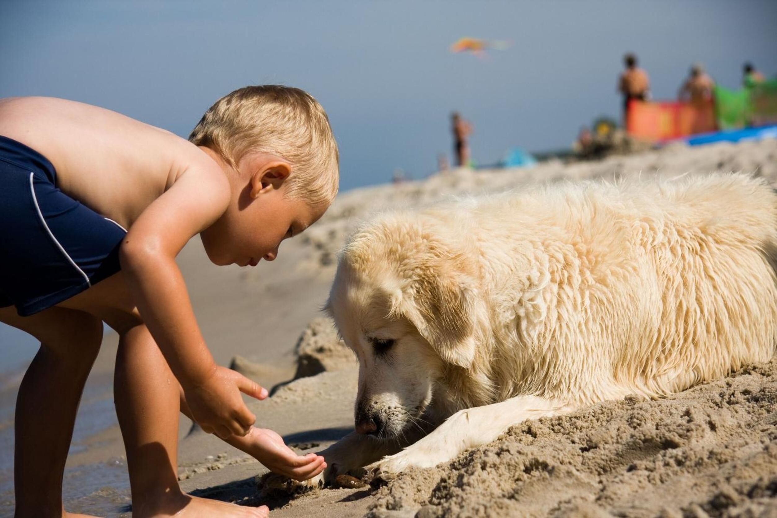 A child interacting with a large, fluffy dog on a sandy beach.