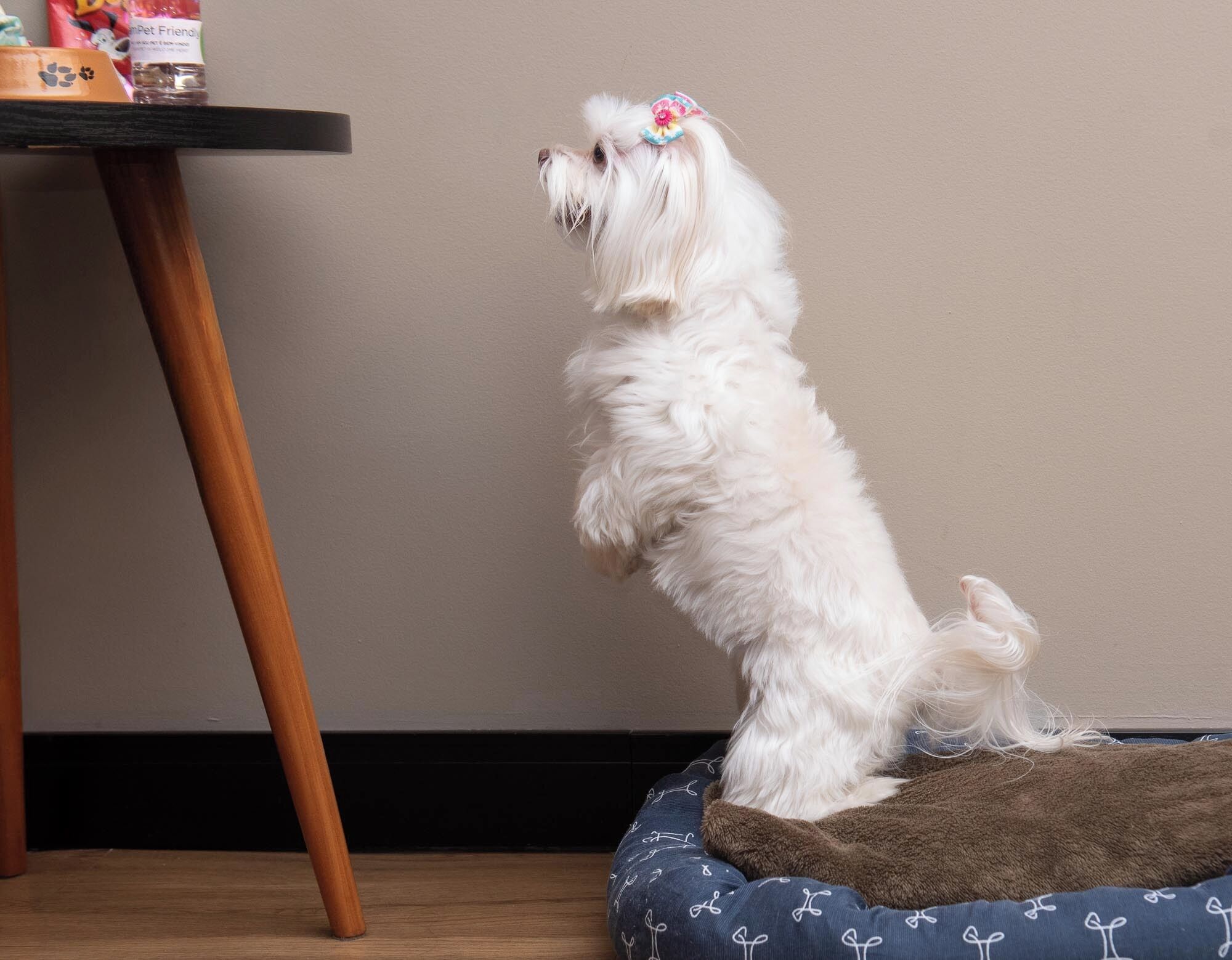 A small white dog sitting on a blue patterned bed with a brown blanket, looking at a table with pet products.