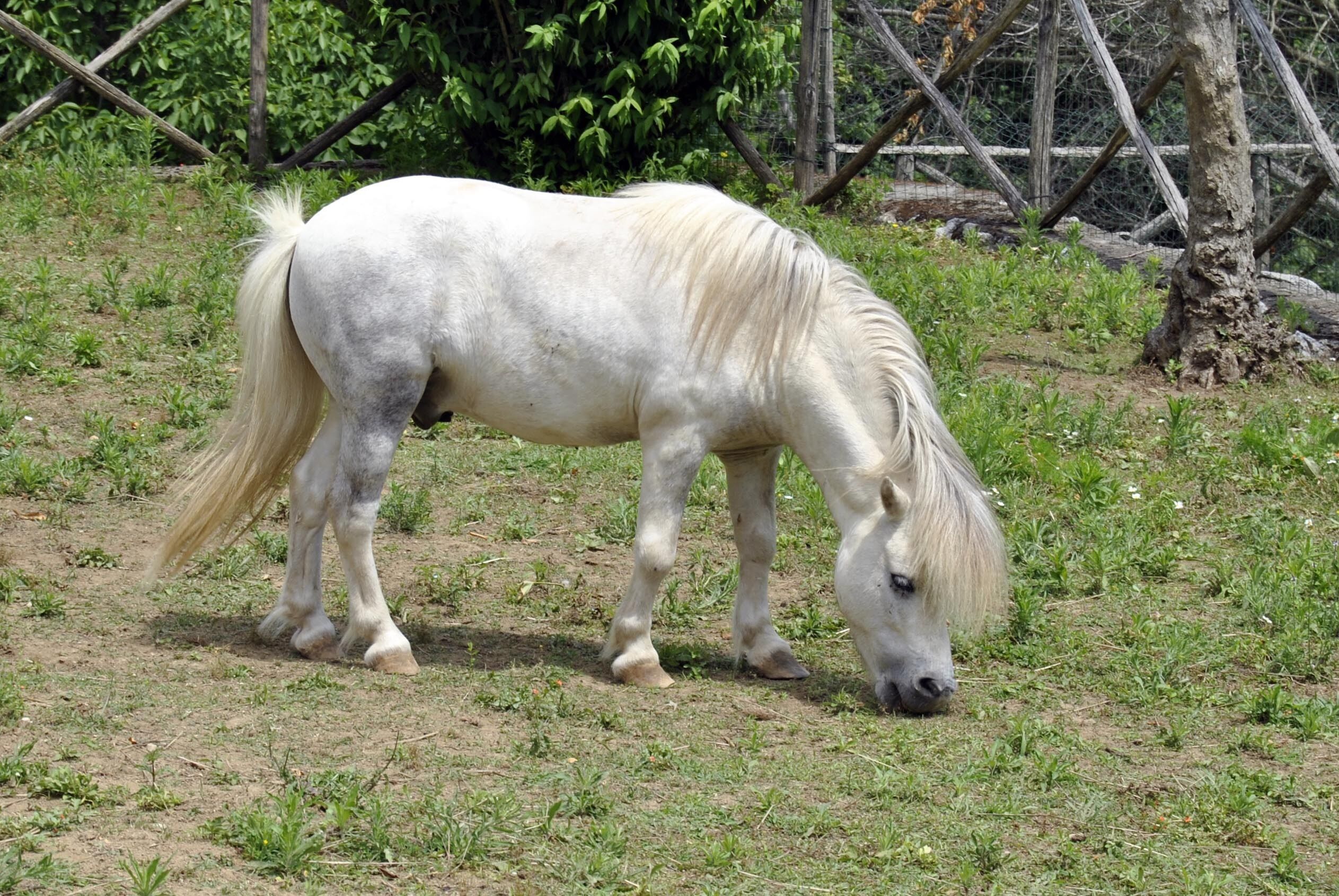 A white horse grazing in a grassy enclosure with a fence and trees in the background.