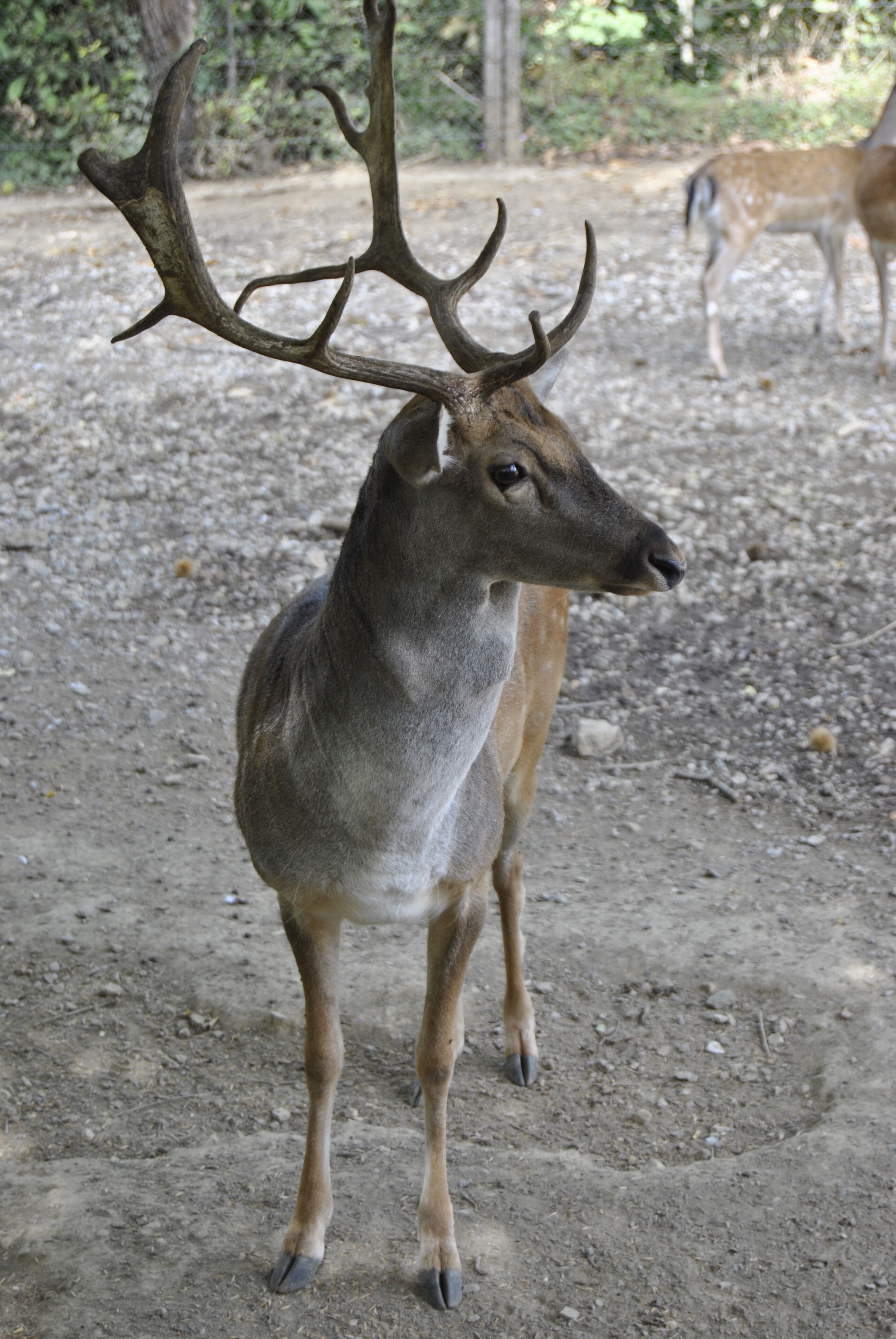 A deer with large antlers standing on a dirt ground.