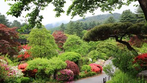 A lush garden with a variety of trees and shrubs, a winding path, and a fence along the side.