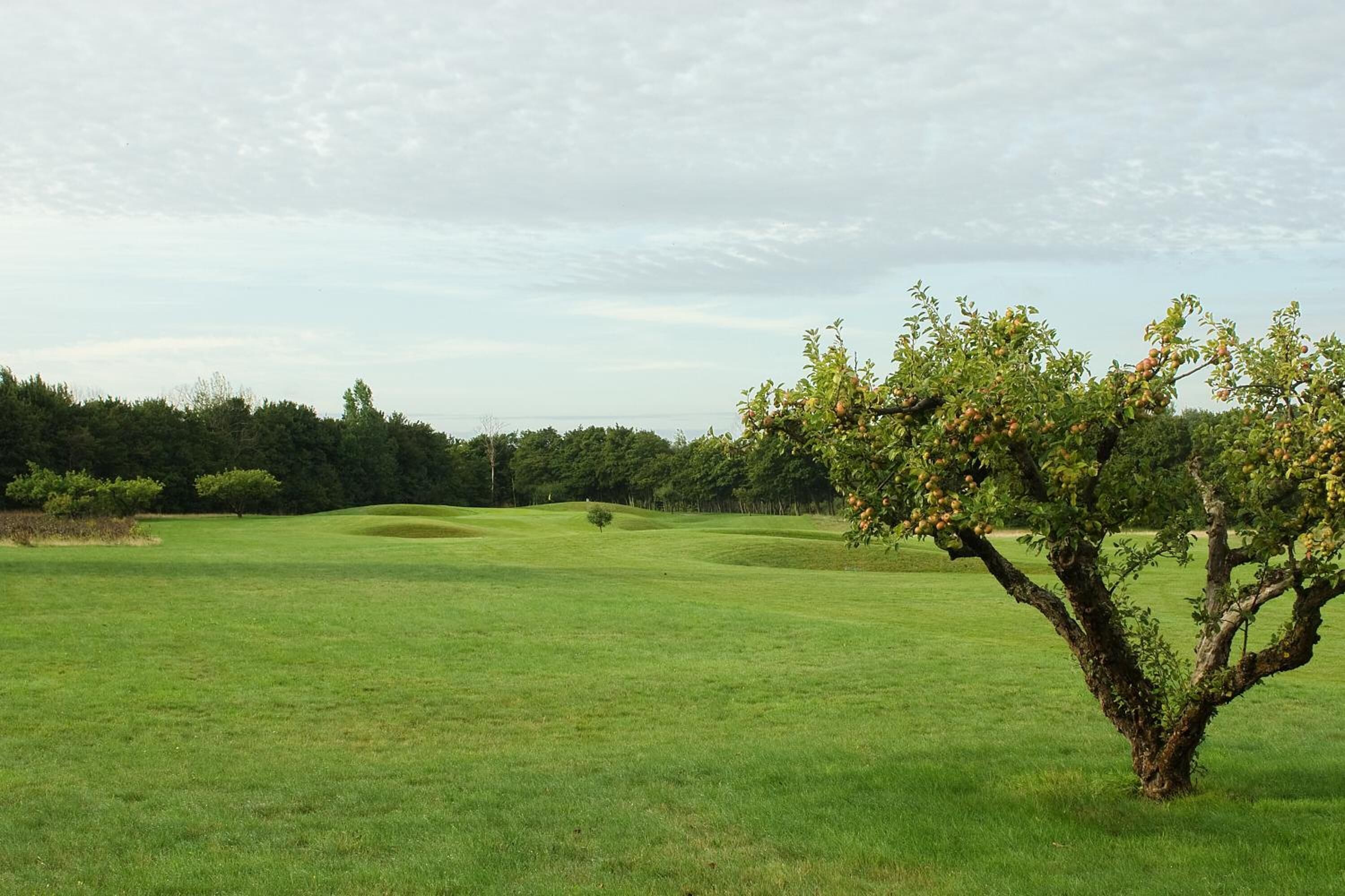 A golf course with a single tree in the foreground, a well-maintained green field, and a line of trees in the background.