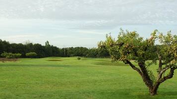 A golf course with a single tree in the foreground, a well-maintained green field, and a line of trees in the background.