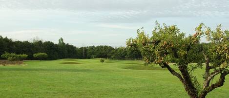 A golf course with a single tree in the foreground, a well-maintained green field, and a line of trees in the background.
