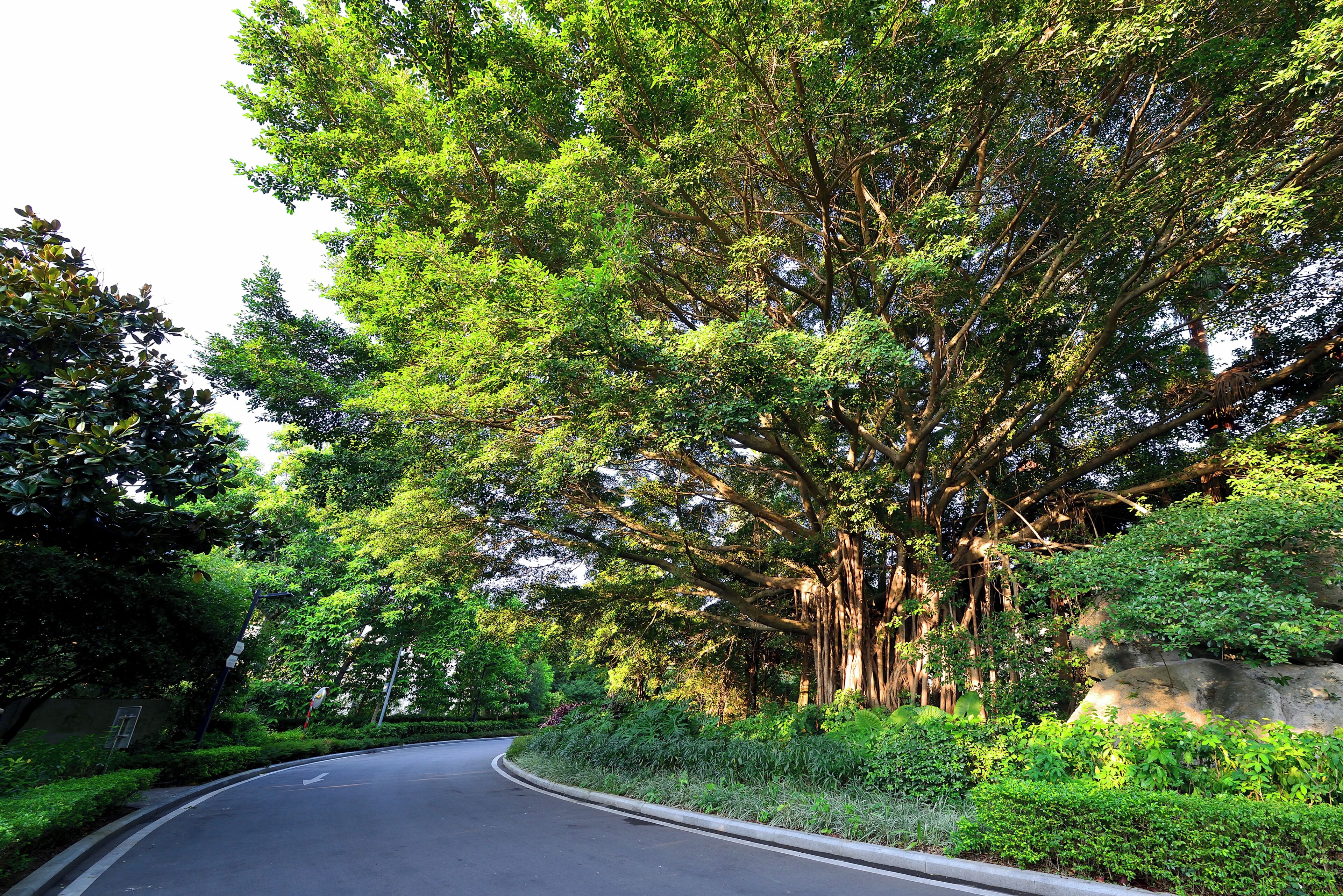 A curved road flanked by lush greenery and trees.