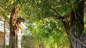 Un camino bordeado de árboles y vegetación, que lleva a un edificio.
