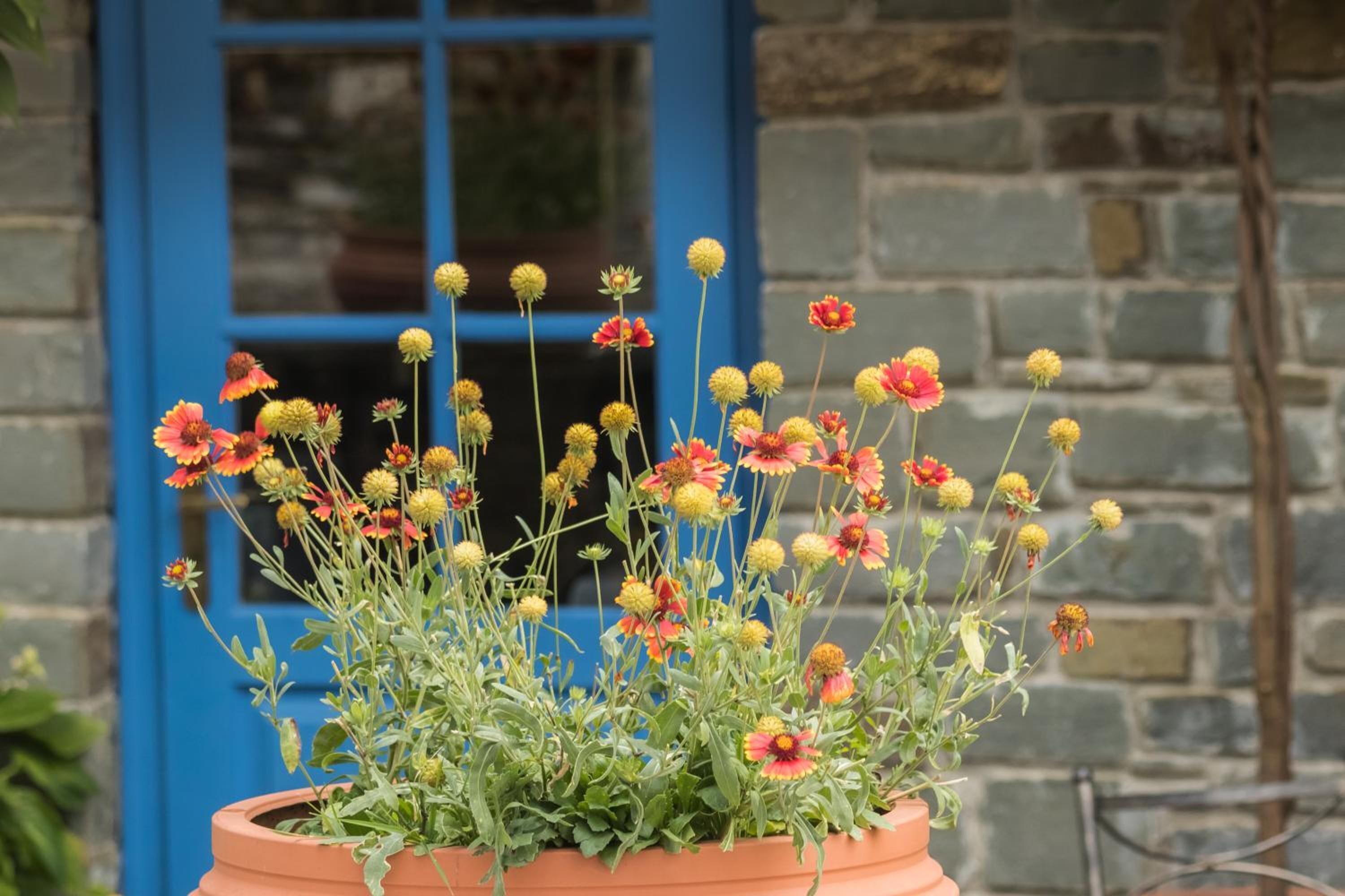A terracotta pot with a flowering plant in front of a blue window and stone wall.