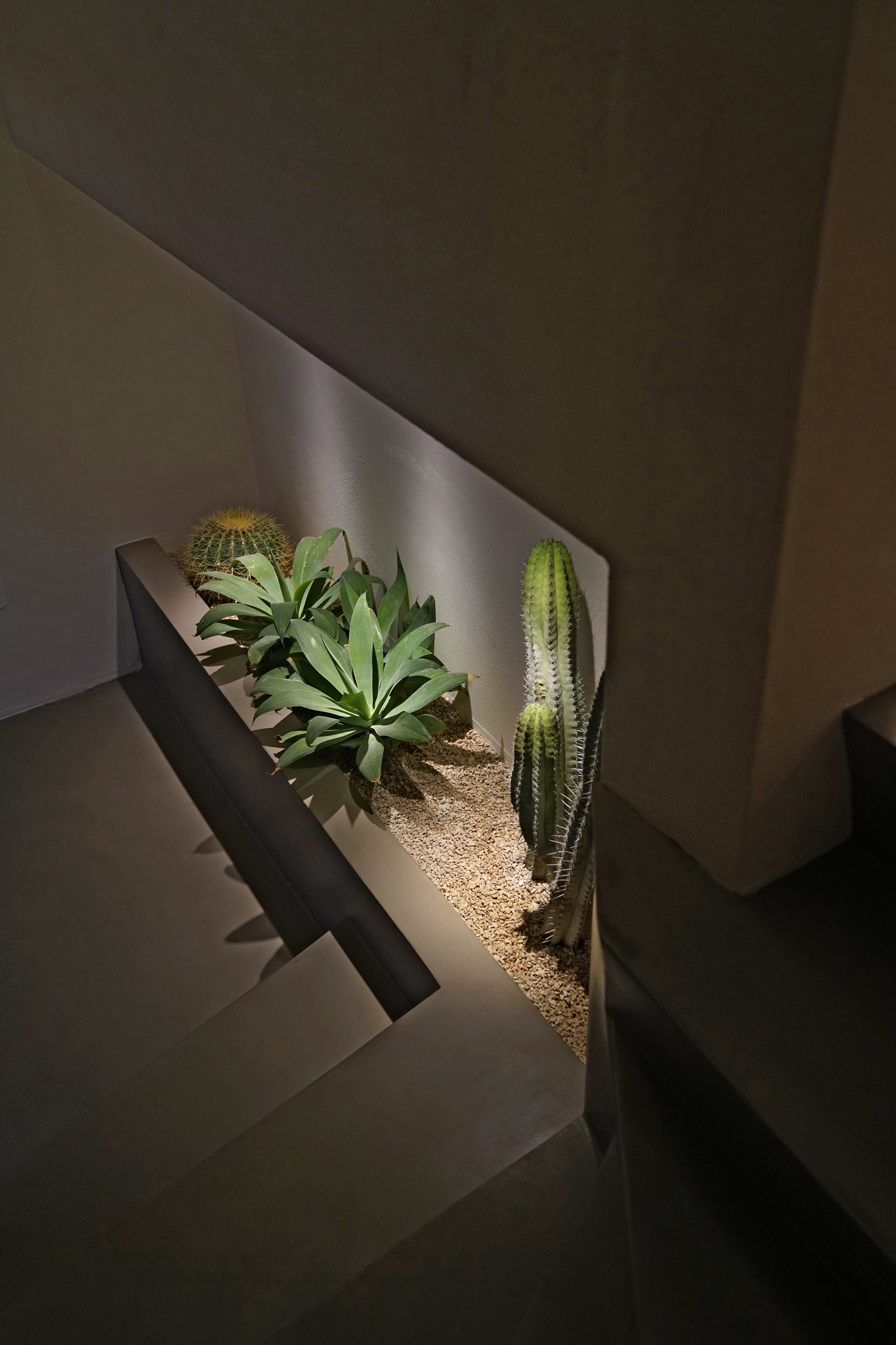 Une présentation moderne de plantes d’intérieur, avec différents types de cactus et de plantes succulentes.