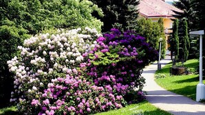 A garden with flowering bushes and a pathway. - Spa Resort Libverda - Villa Friedland (Lázne Libverda)