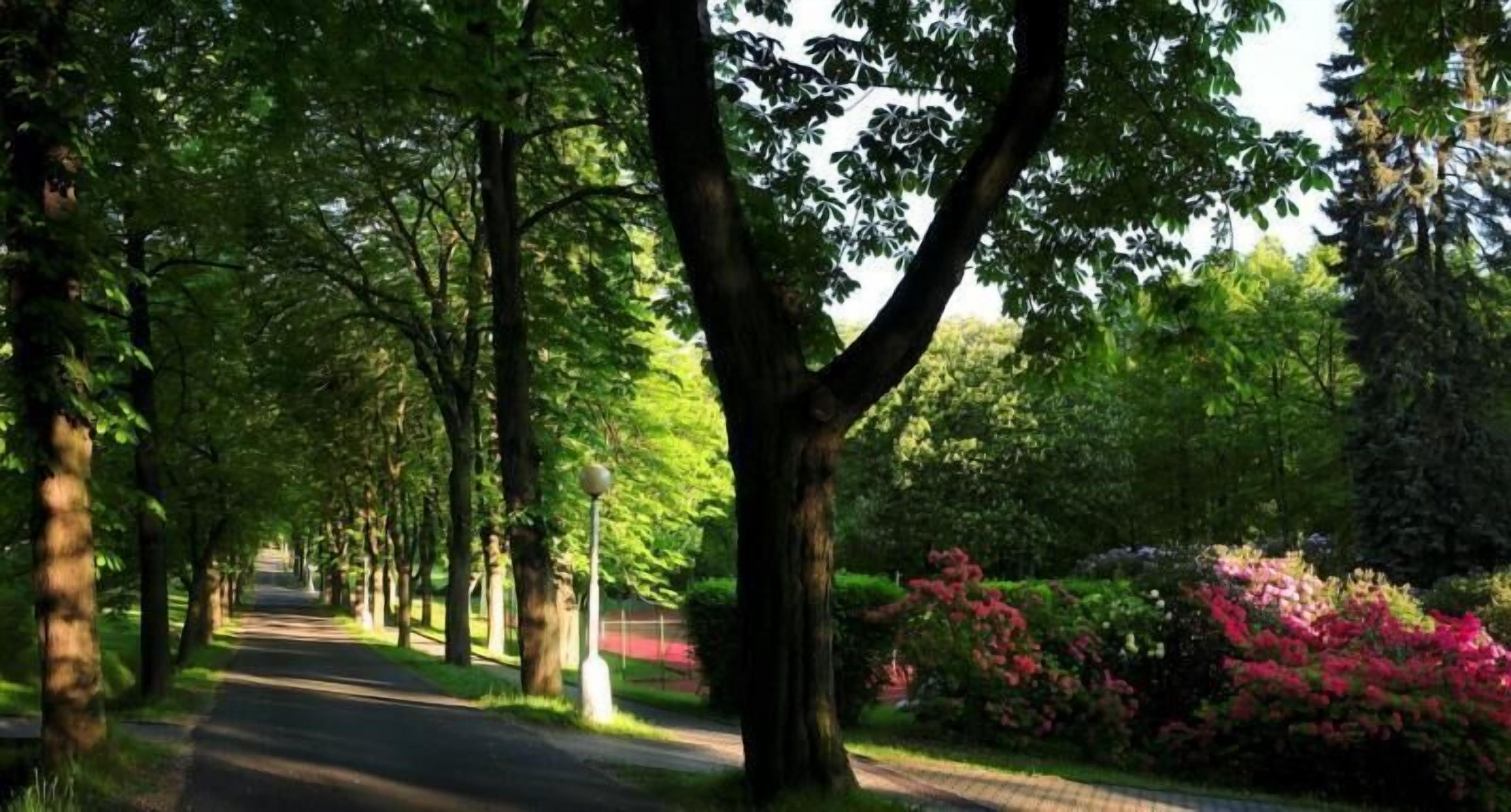 Un sentier bordé d’arbres dans un parc, avec une route asphaltée et des arbustes en fleurs.