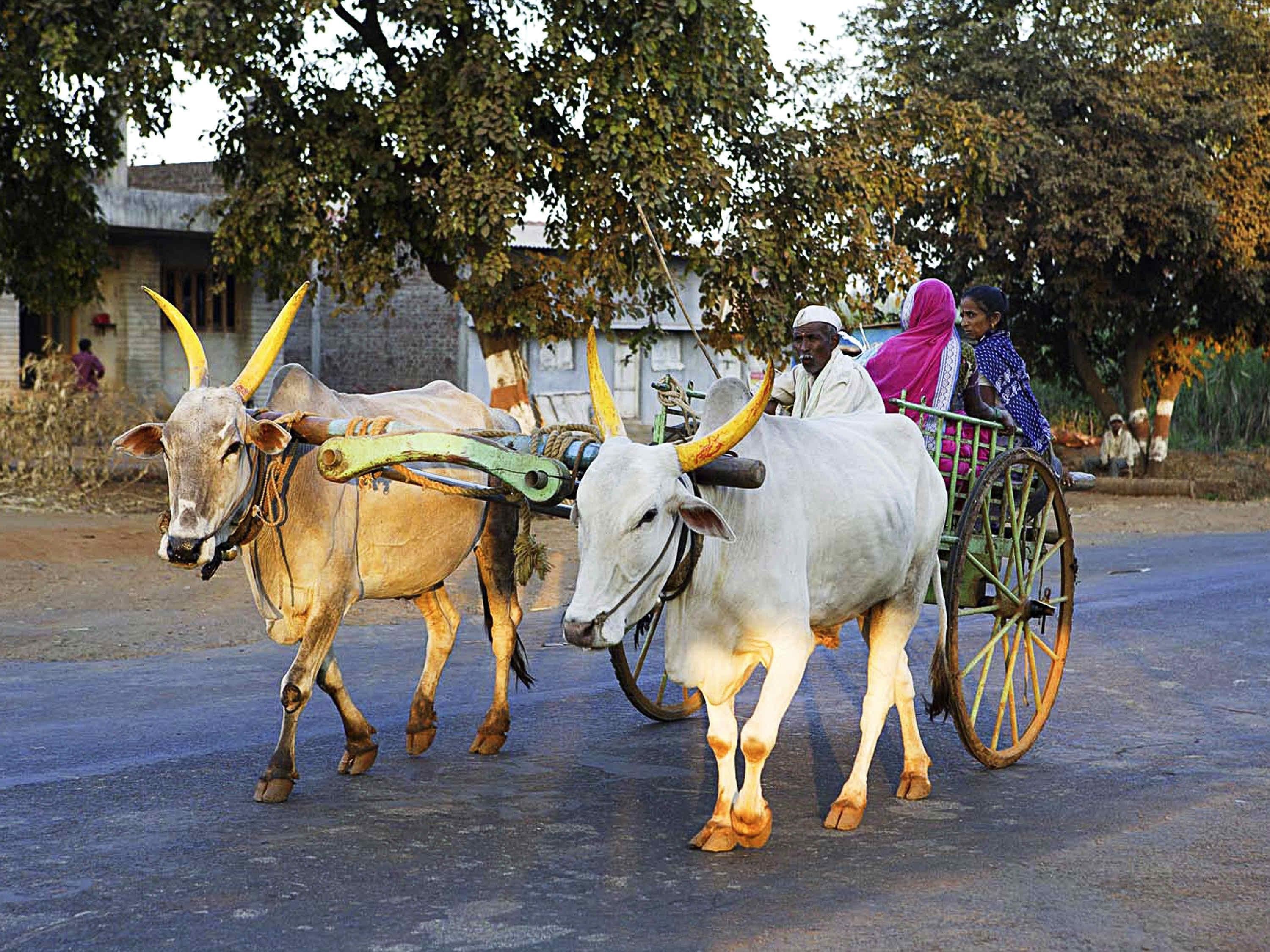 A rural scene with two oxen pulling a cart, a person in traditional attire, and a building in the background.