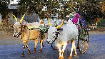 A rural scene with two oxen pulling a cart, a person in traditional attire, and a building in the background.