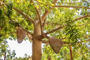 A tree with two hanging nests.