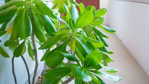 A potted plant with green leaves on a balcony. - Suites Cielo y Mar (Playa del Carmen)