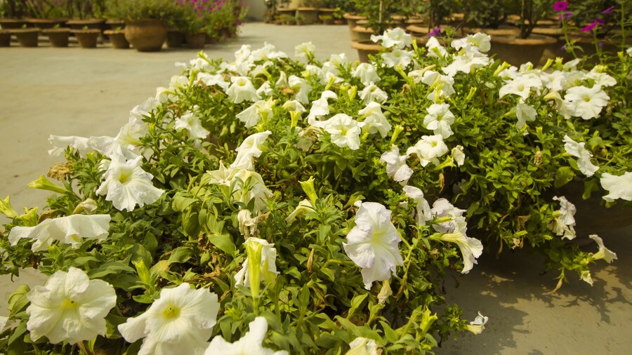 Rafflesia Serviced Apartments