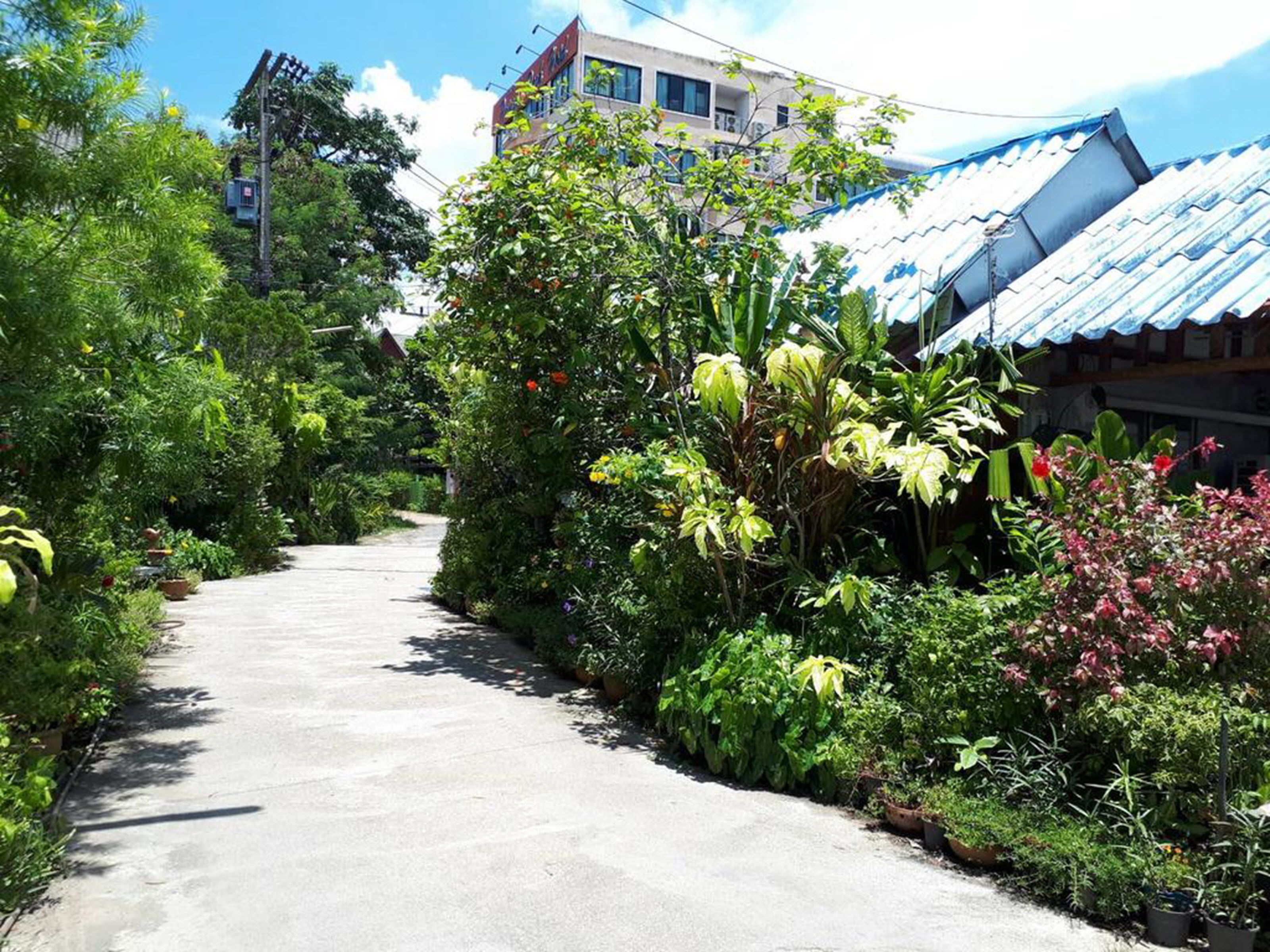 Un sentier bordé d’une végétation luxuriante et un bâtiment surmonté d’un toit bleu.