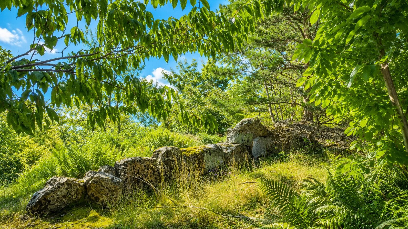 Un paisaje natural con un muro de piedra, follaje denso y un cielo azul despejado.